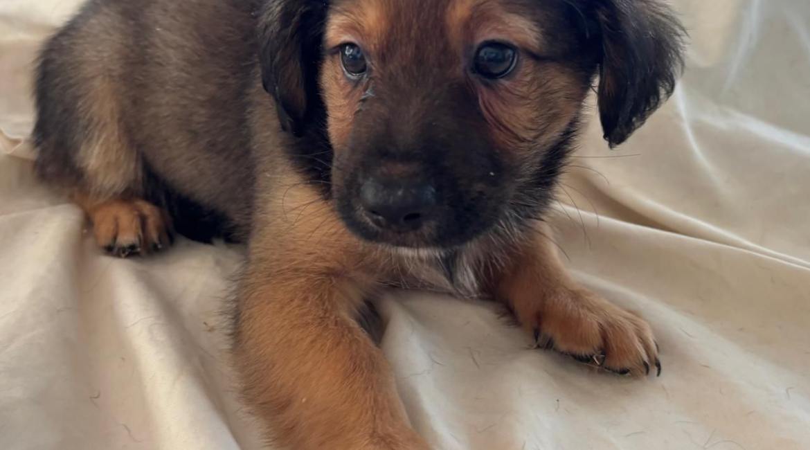 Chiens à adopter