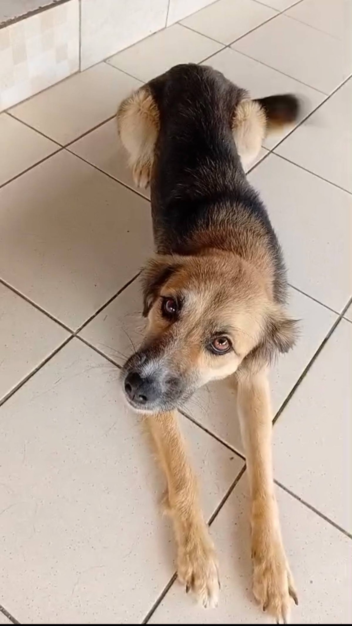 Chiens à adopter