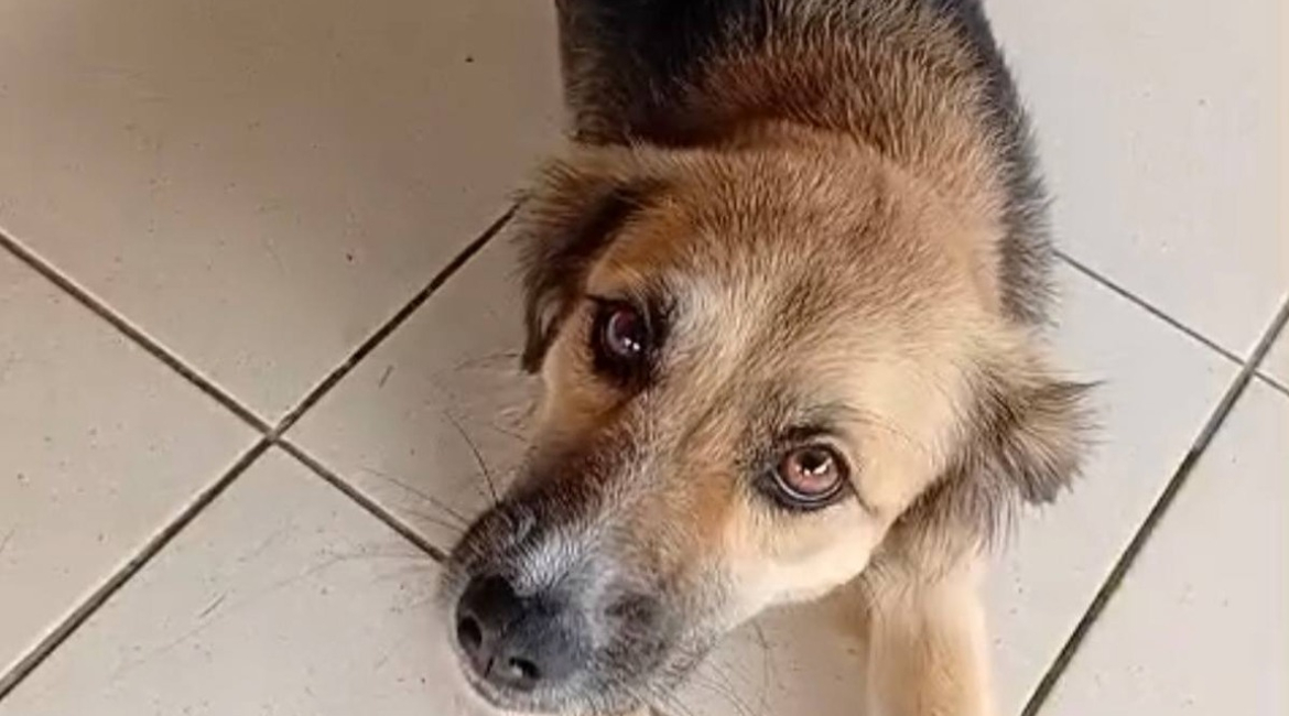 Chiens à adopter