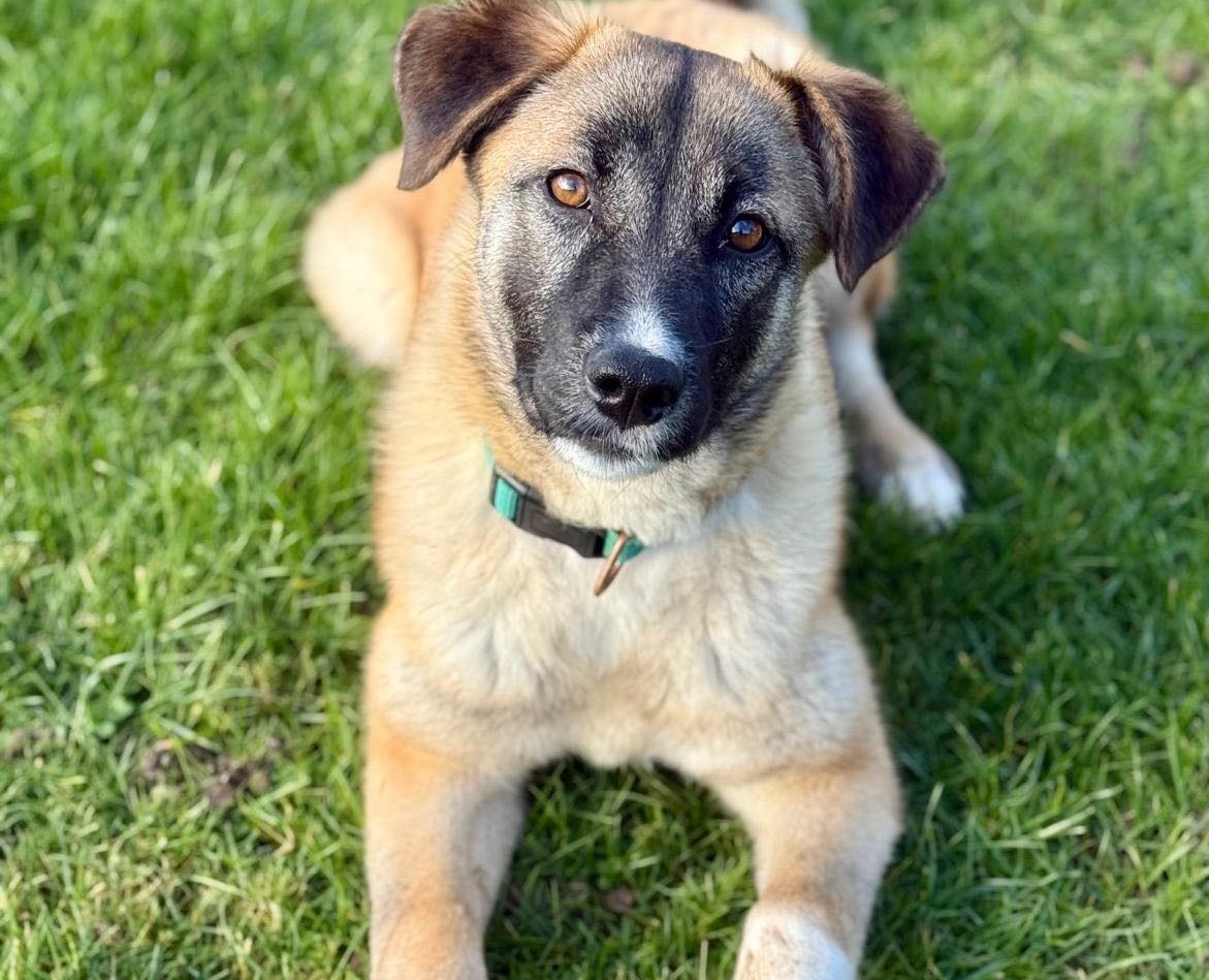 Chiens à adopter