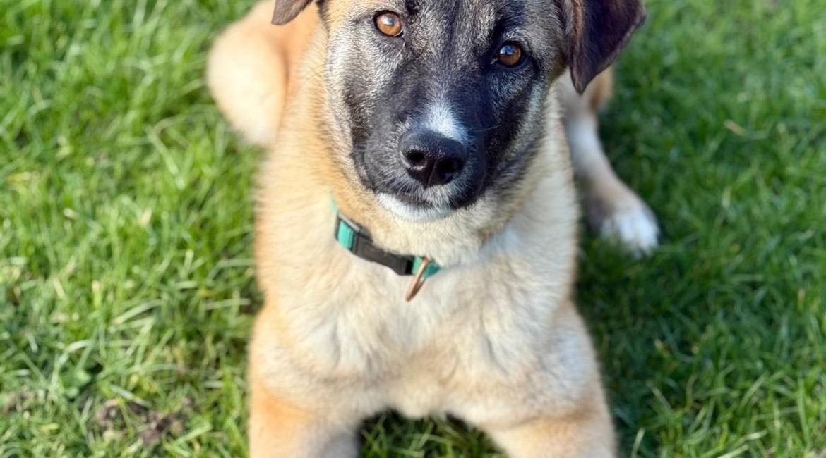 Chiens à adopter