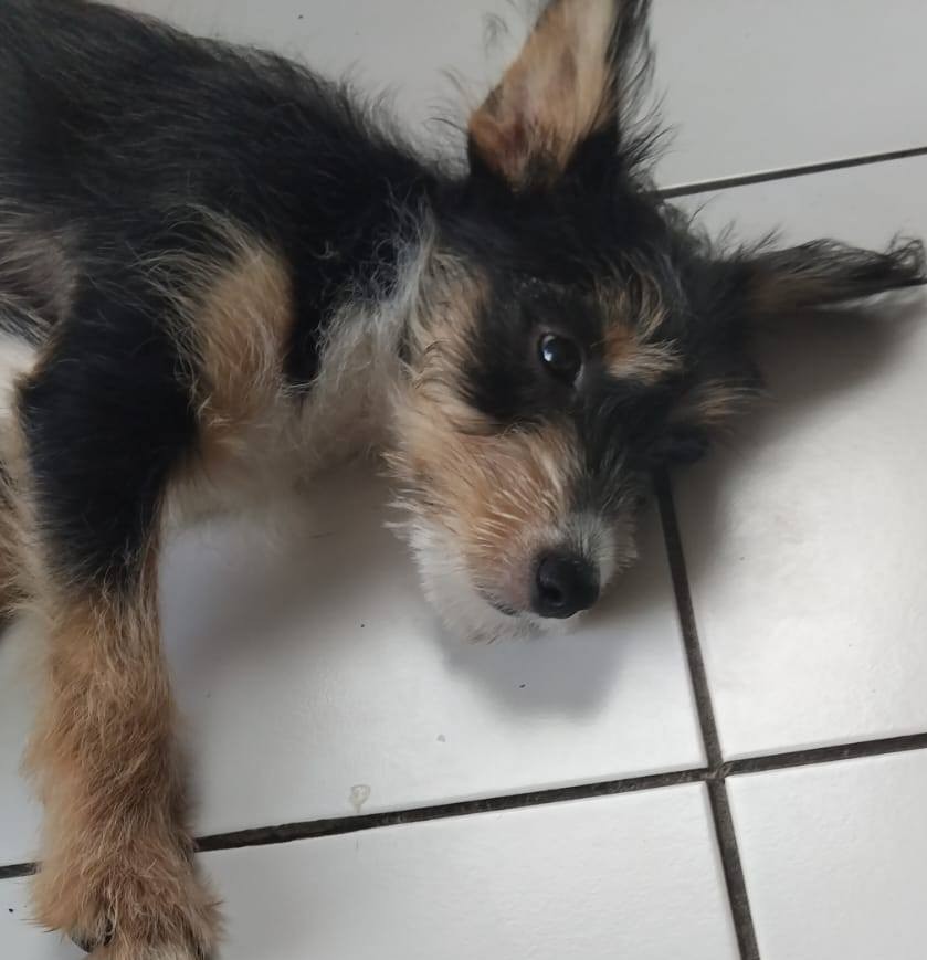 Chiens à adopter
