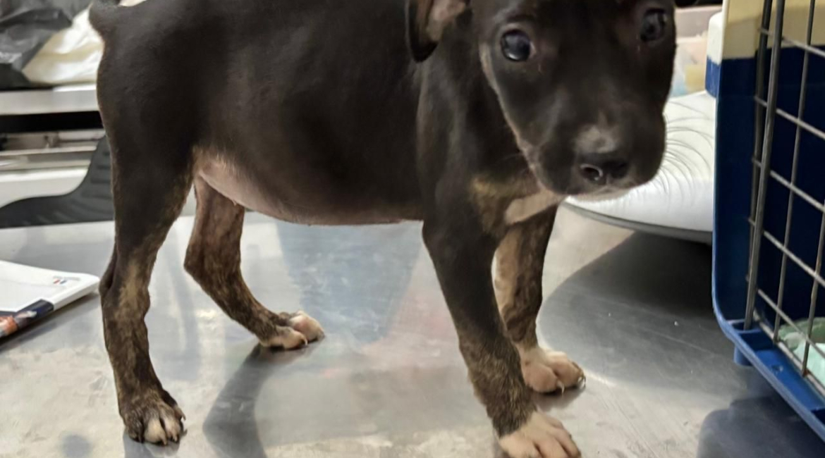 Chiens à adopter