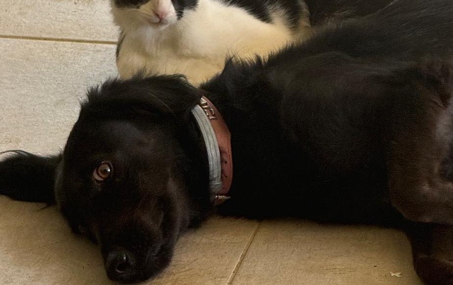 Chiens à adopter