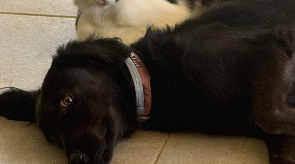 Chiens à adopter
