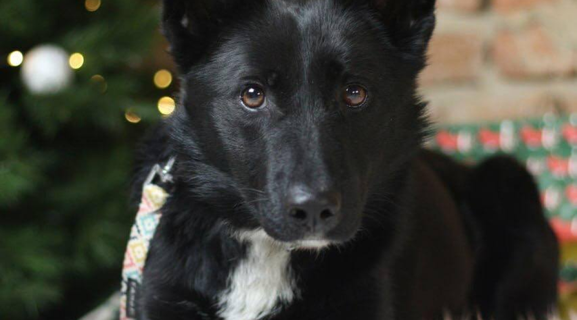 Chiens à adopter