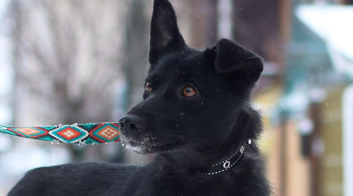 Chiens à adopter