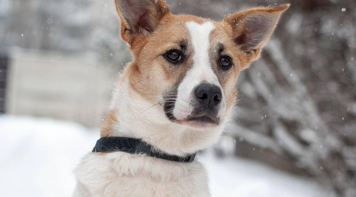 Chiens à adopter