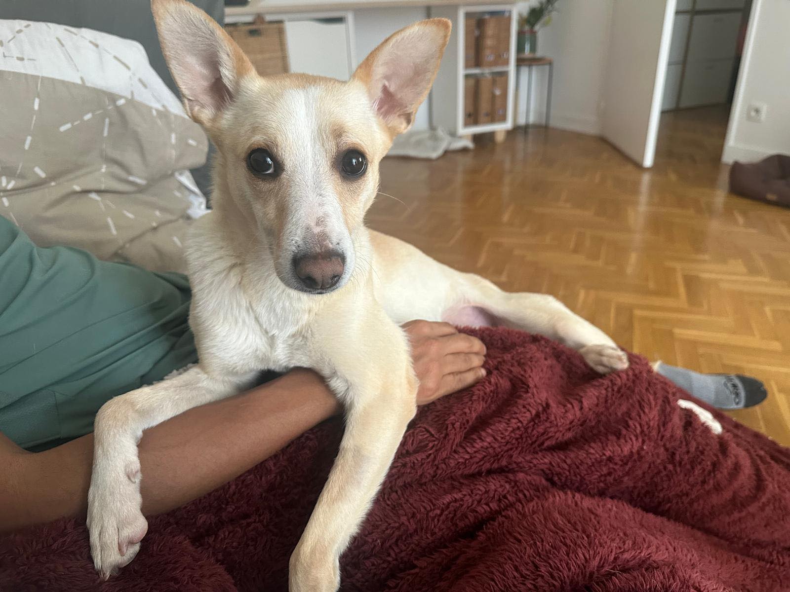 Chiens à adopter