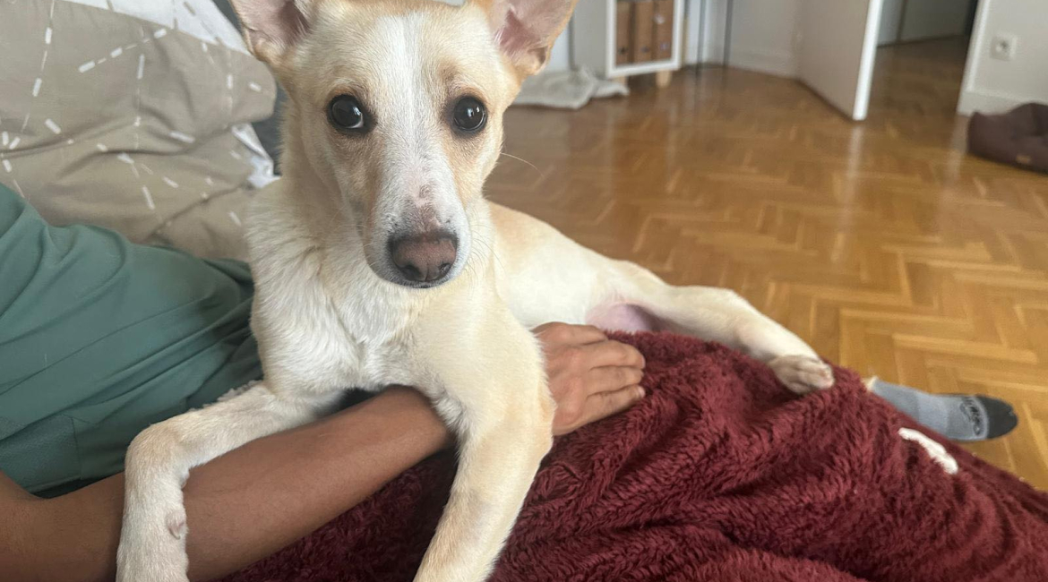 Gina - femelle - 2 ans-10kg