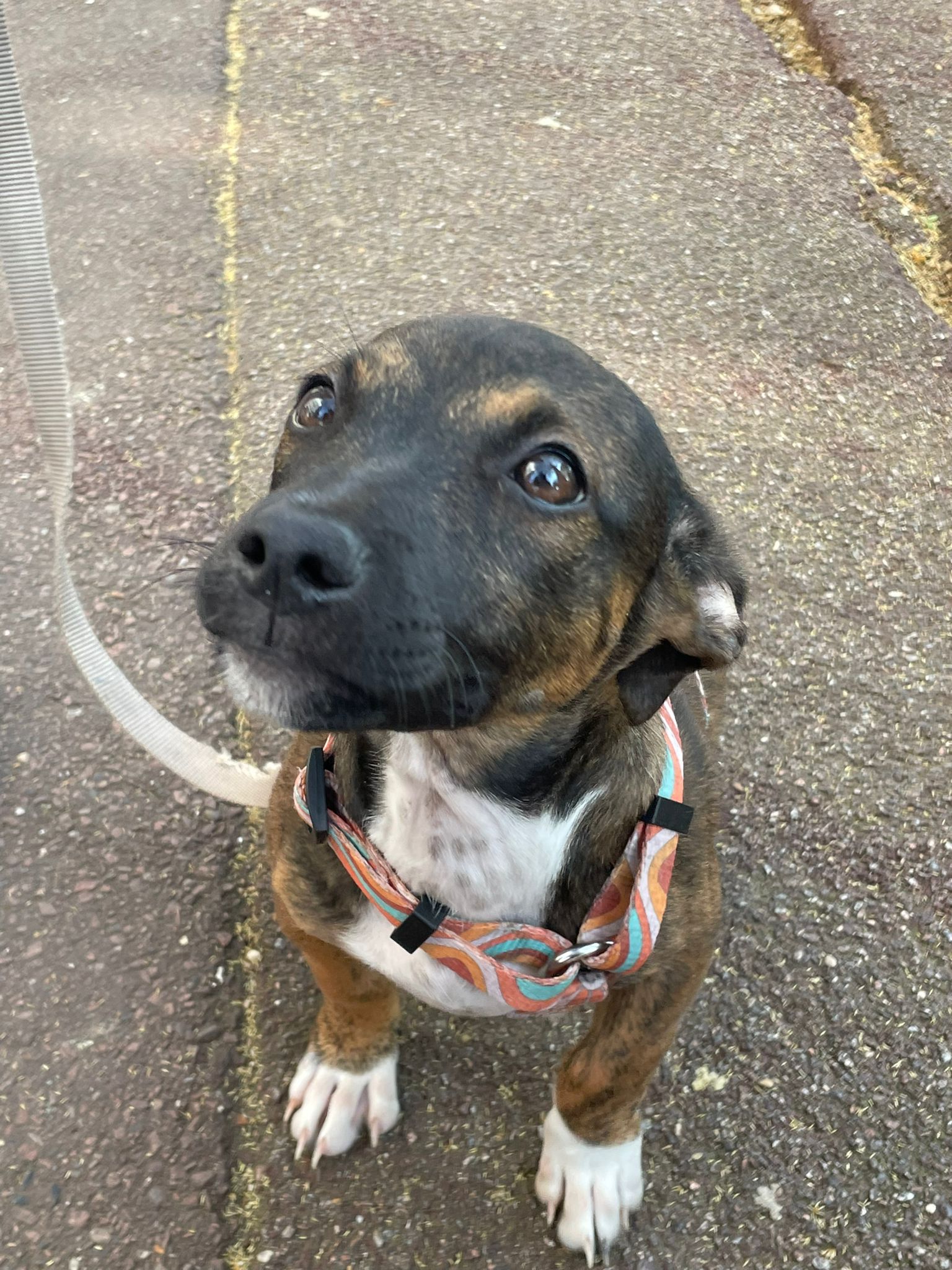 Chiens à adopter