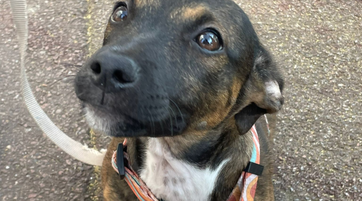 Chiens à adopter
