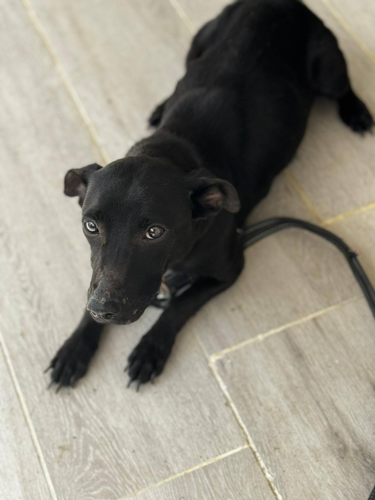 Chiens à adopter