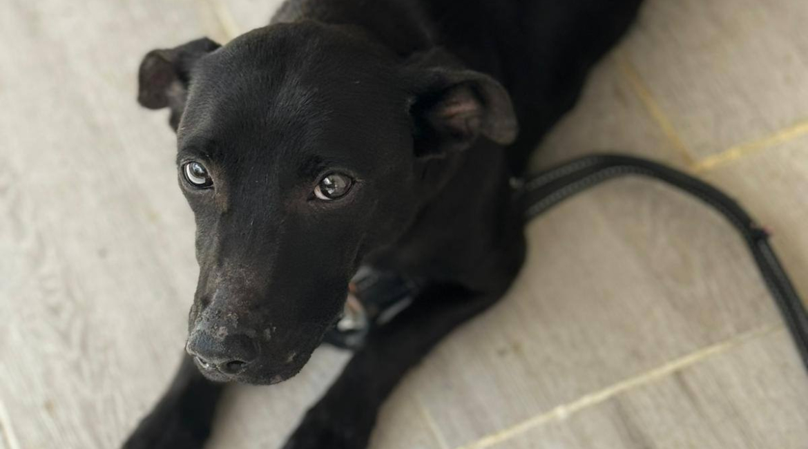 Chiens à adopter