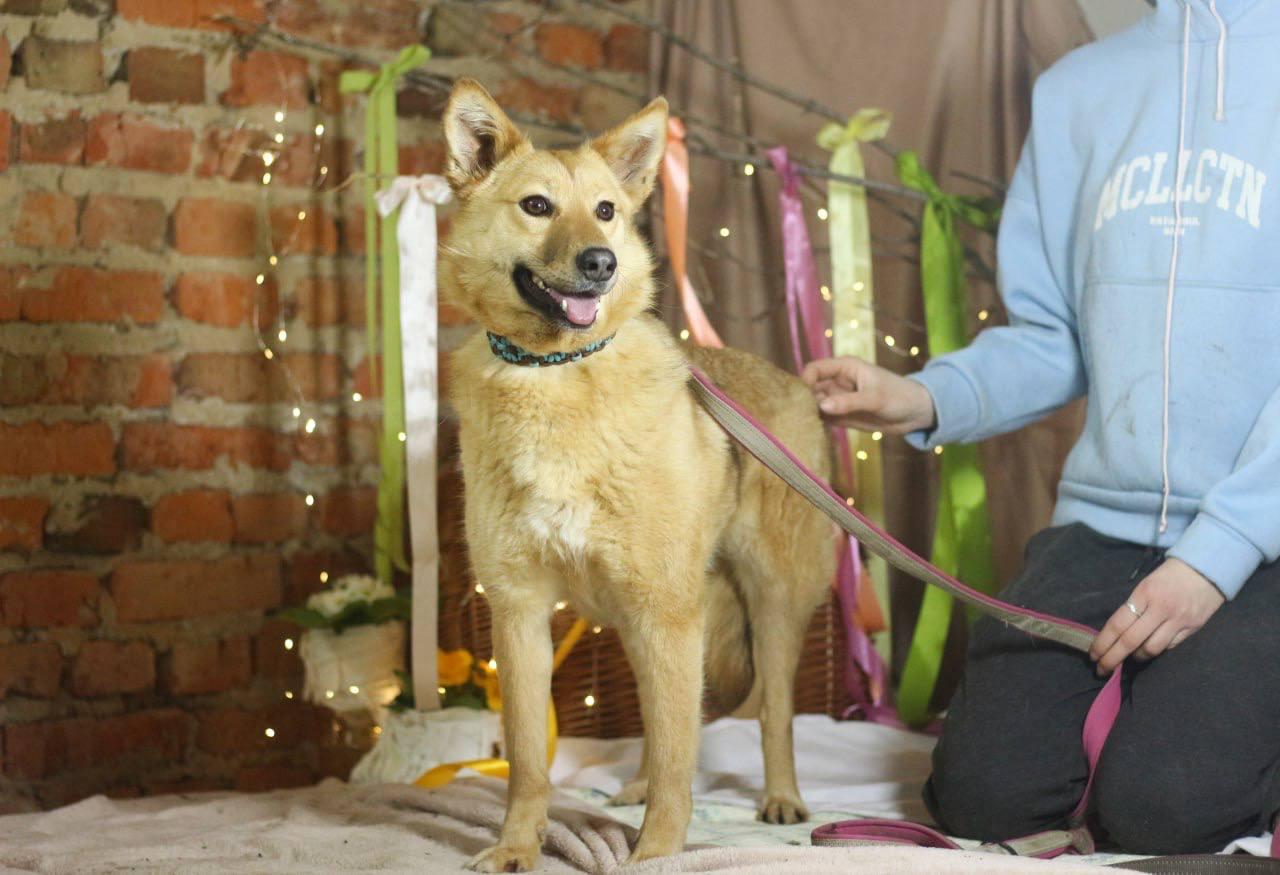 Chiens à adopter