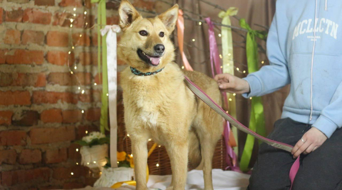 Chiens à adopter