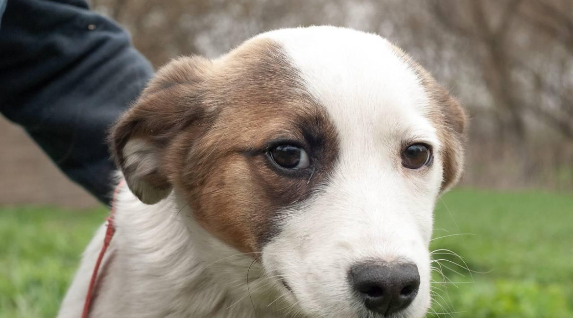 Chiens à adopter