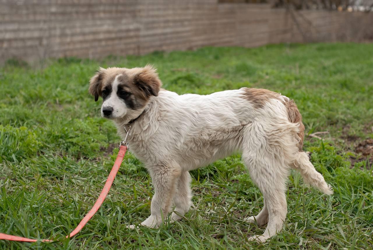 Chiens à adopter