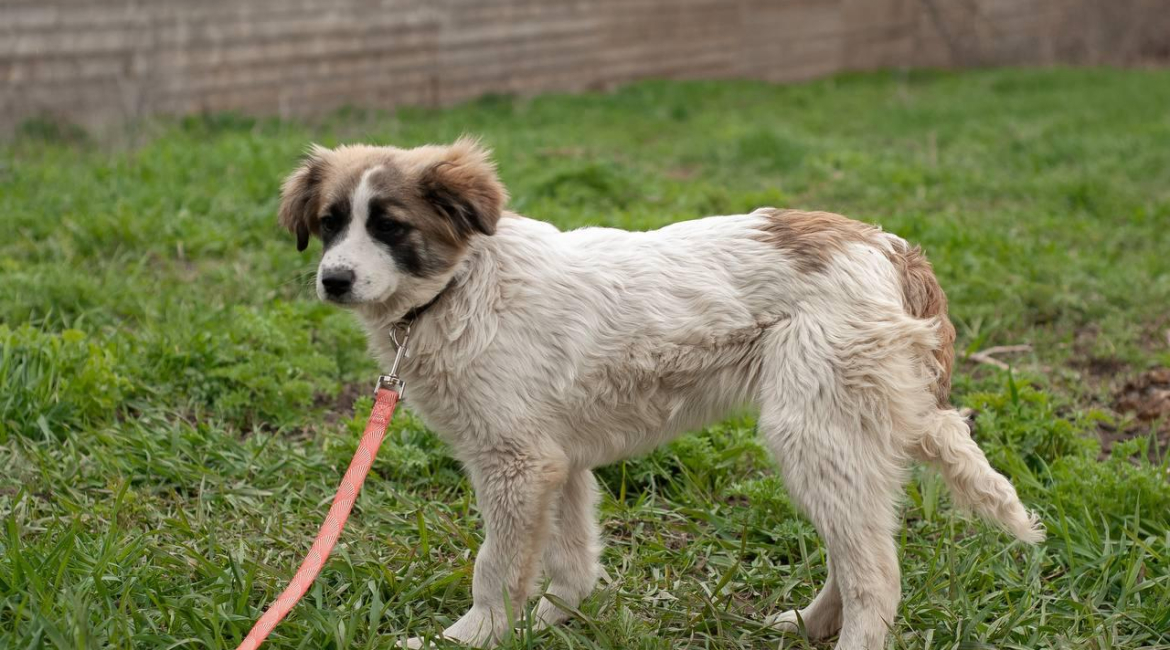 Chiens à adopter