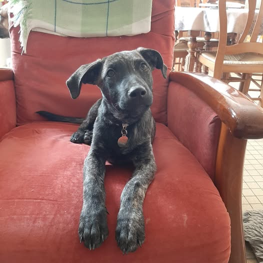 Chiens à adopter