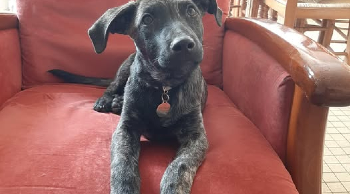 Chiens à adopter