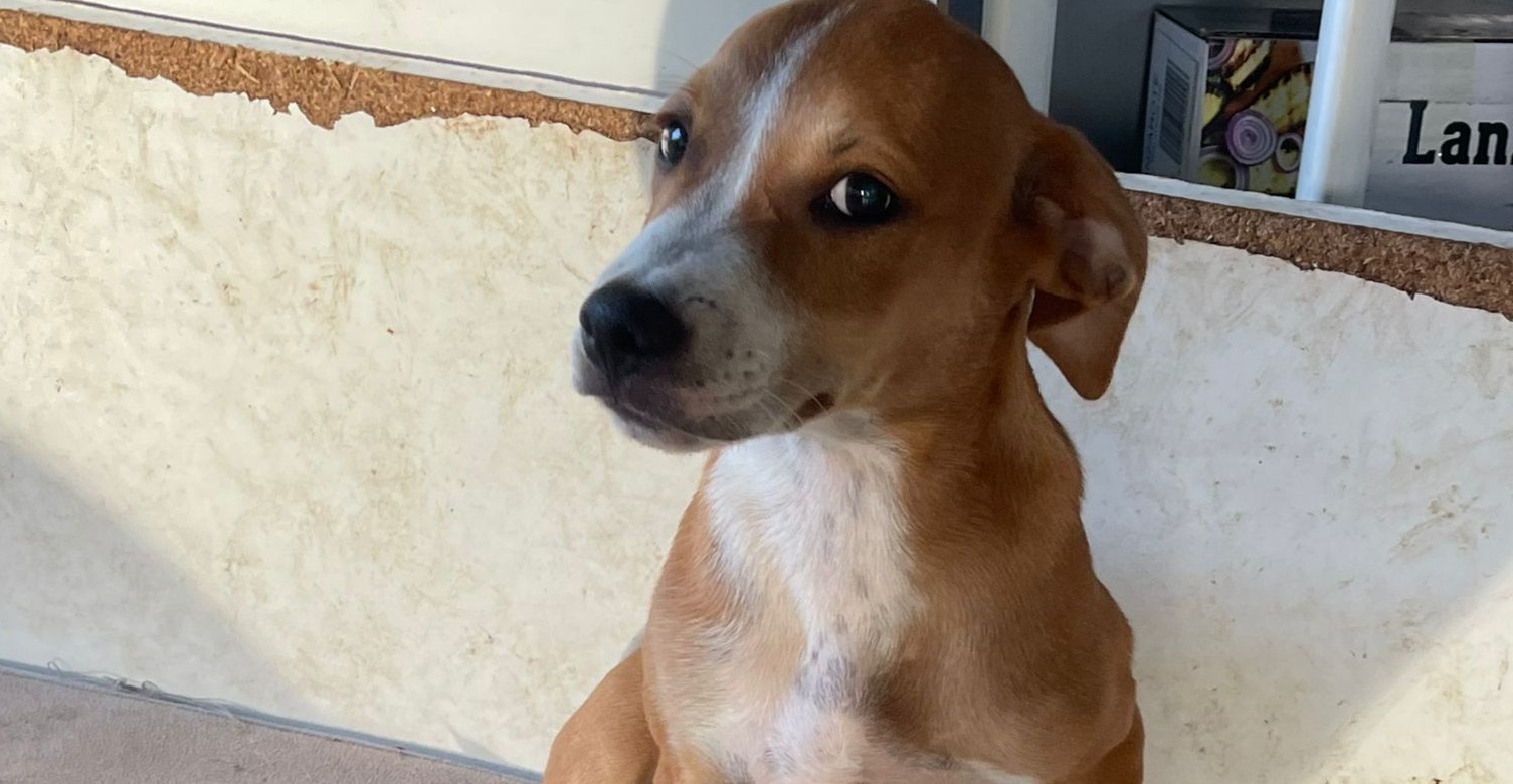 Chiens à adopter