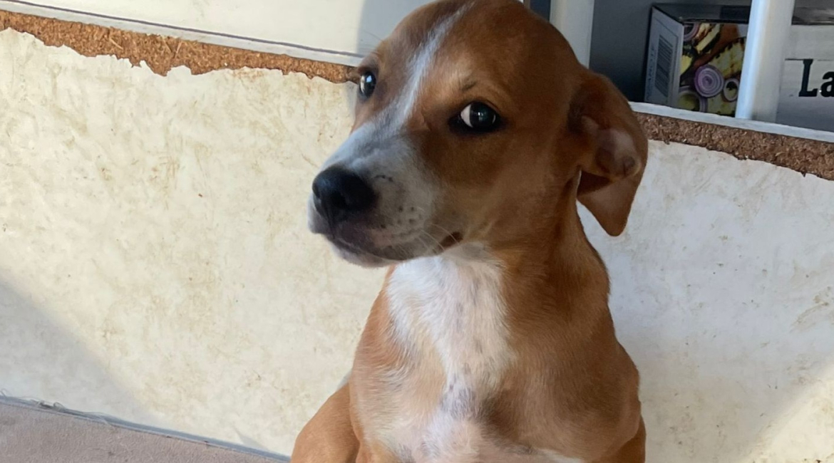 Chiens à adopter