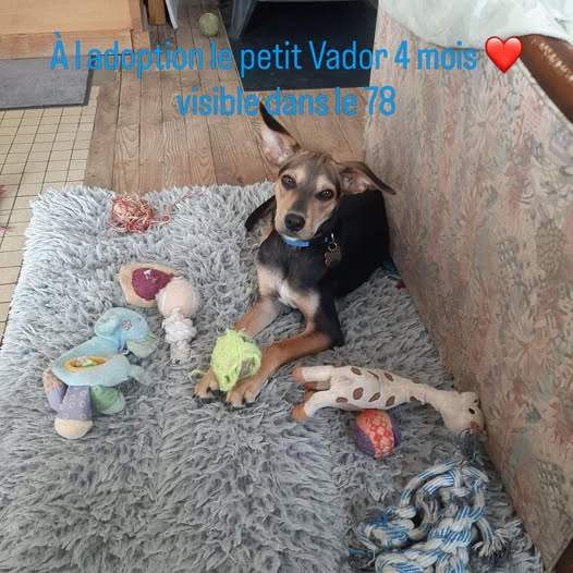 Chiens à adopter