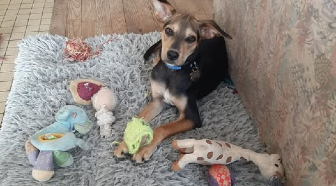 Chiens à adopter