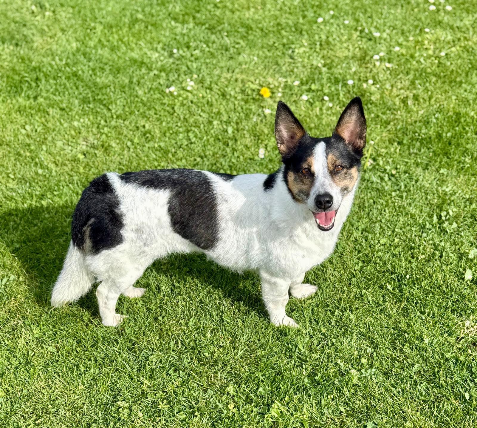 Chiens à adopter