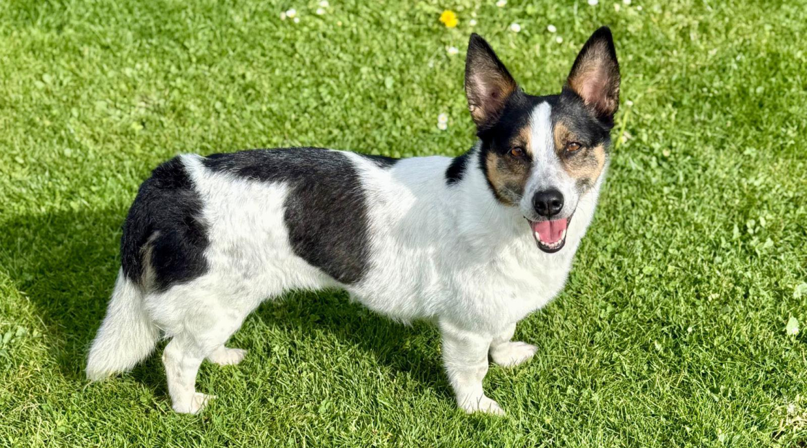 Chiens à adopter