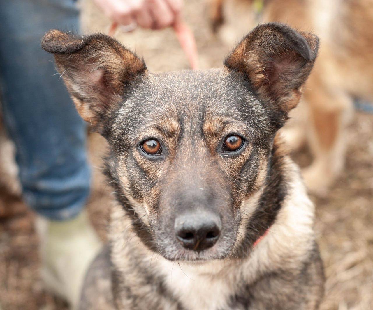 Chiens à adopter