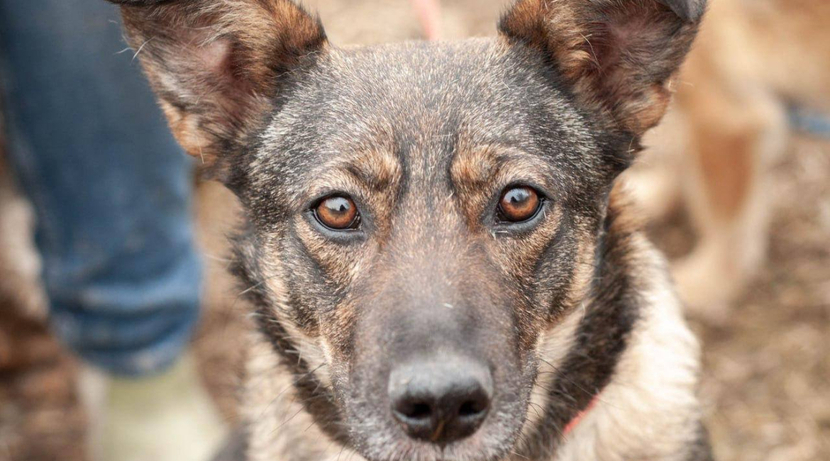 Chiens à adopter