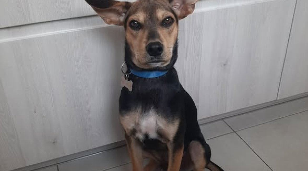 Chiens à adopter