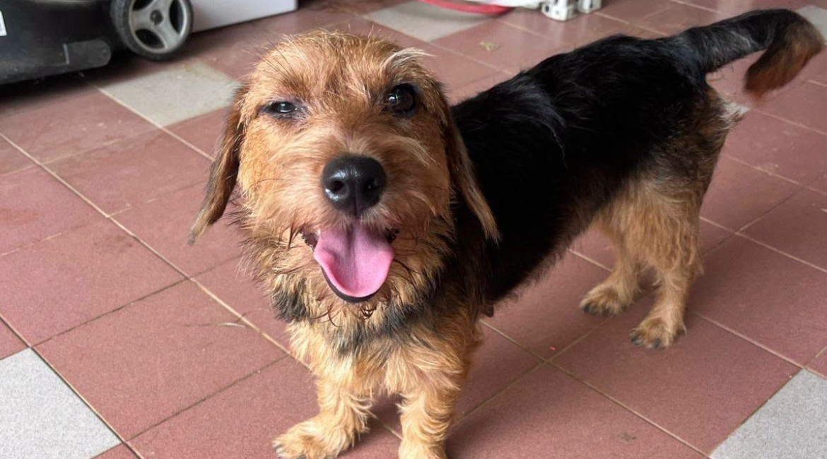 Chiens à adopter