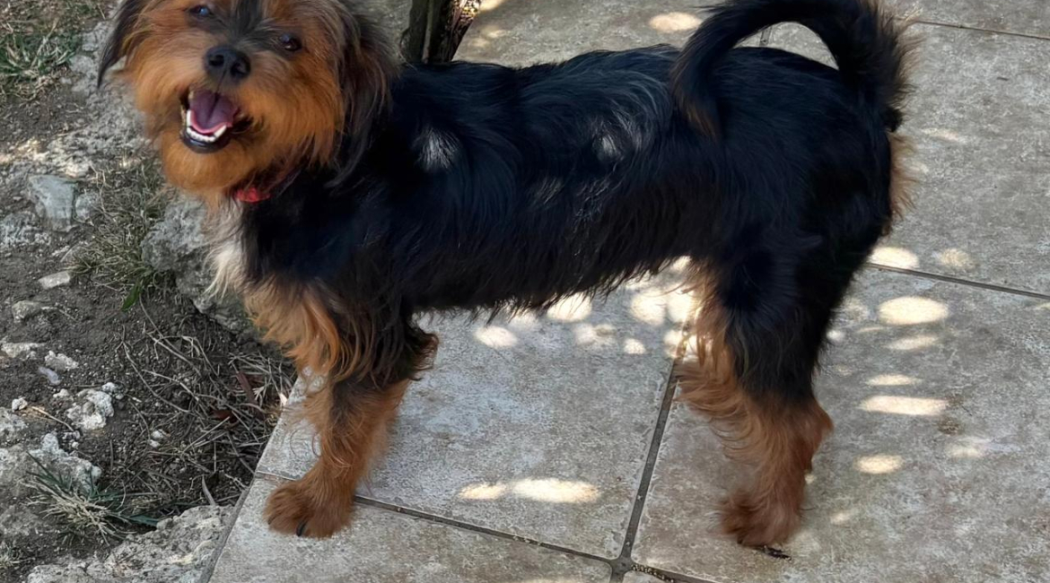 Chiens à adopter