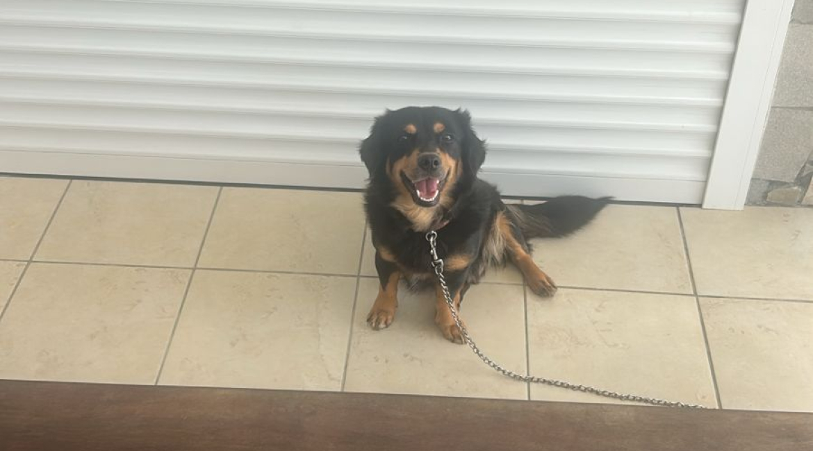 Chiens à adopter