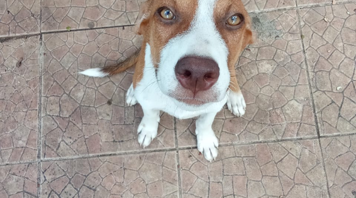 Chiens à adopter