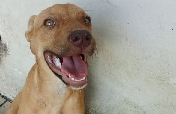 Chiens à adopter
