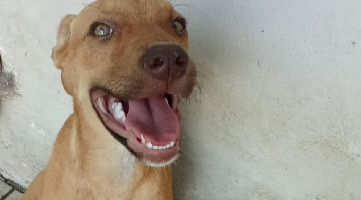 Chiens à adopter