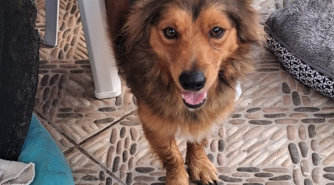 Chiens à adopter