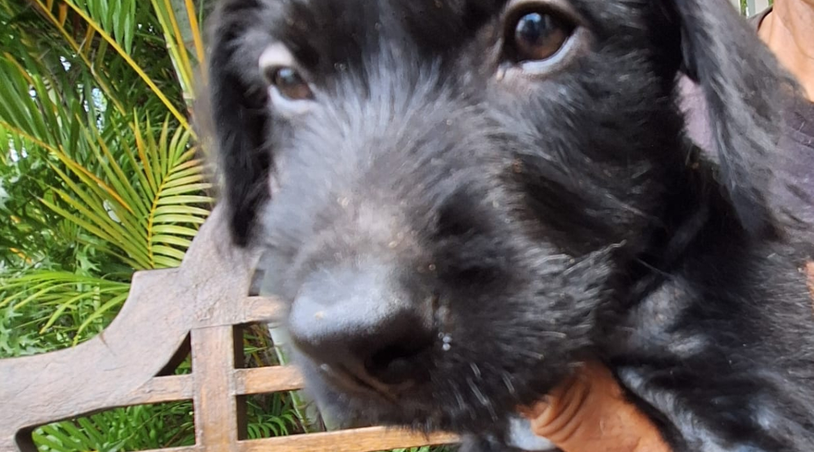 Chiens à adopter
