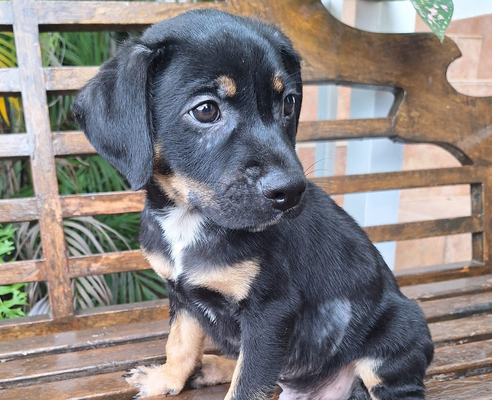 Chiens à adopter