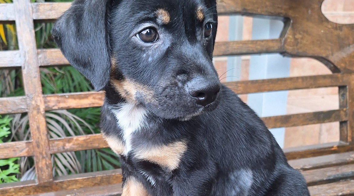 Chiens à adopter