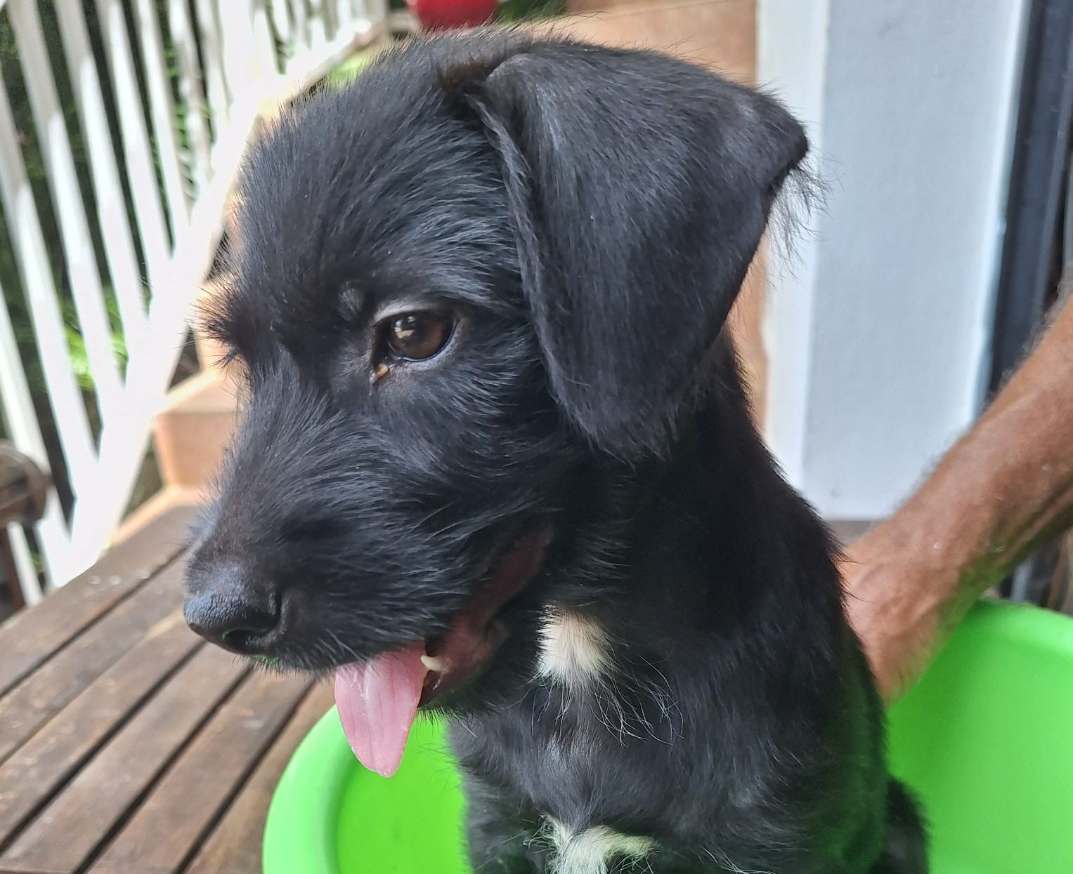 Chiens à adopter