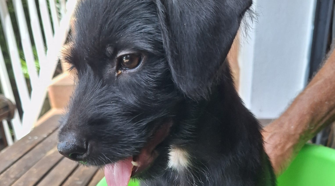 Chiens à adopter