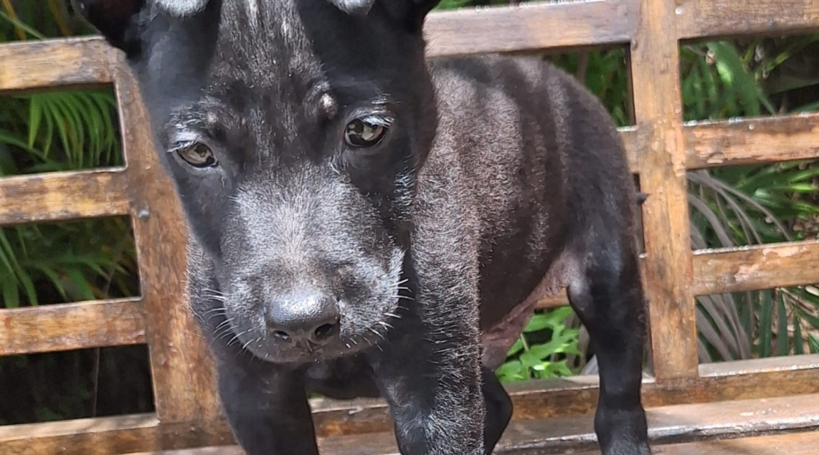 Chiens à adopter