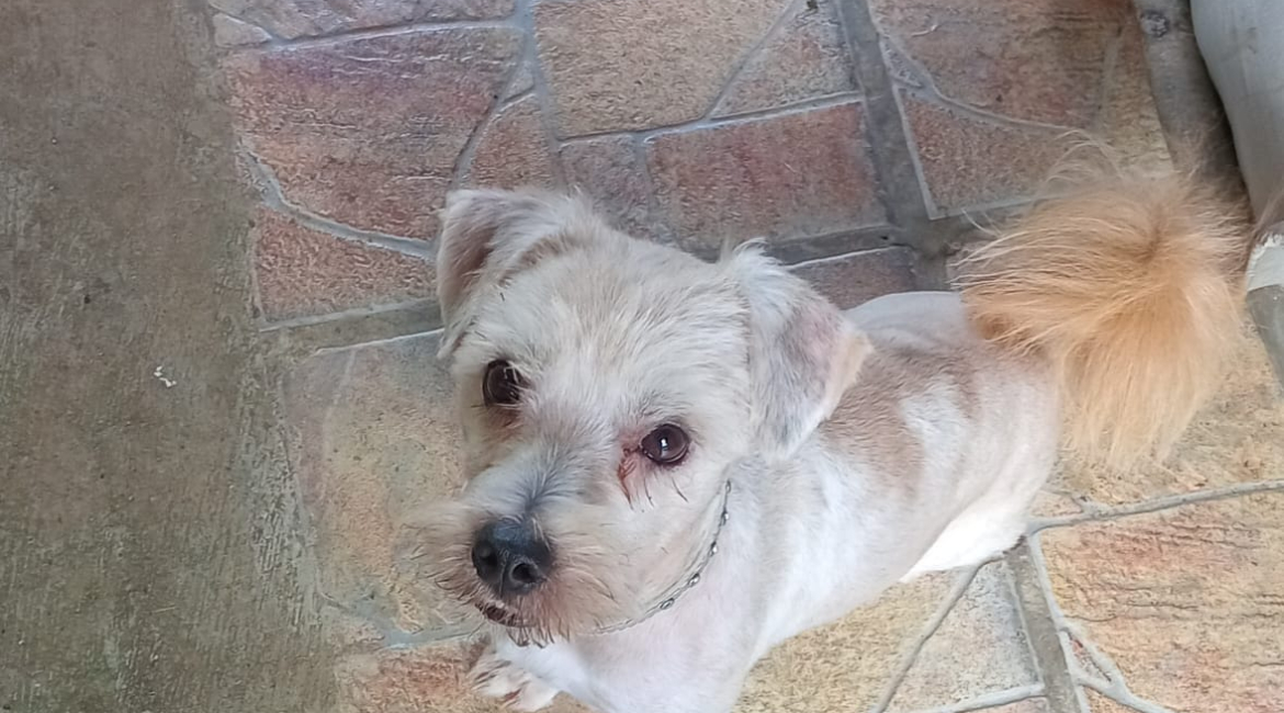 Chiens à adopter