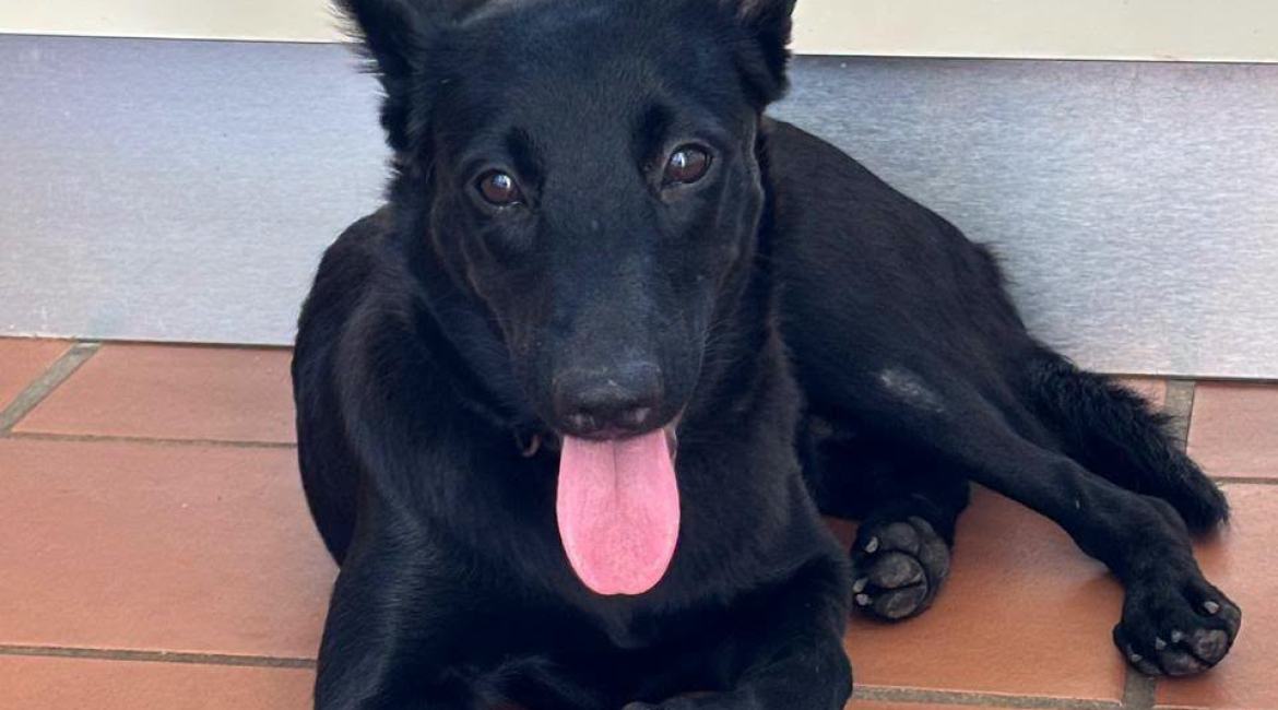 Chiens à adopter