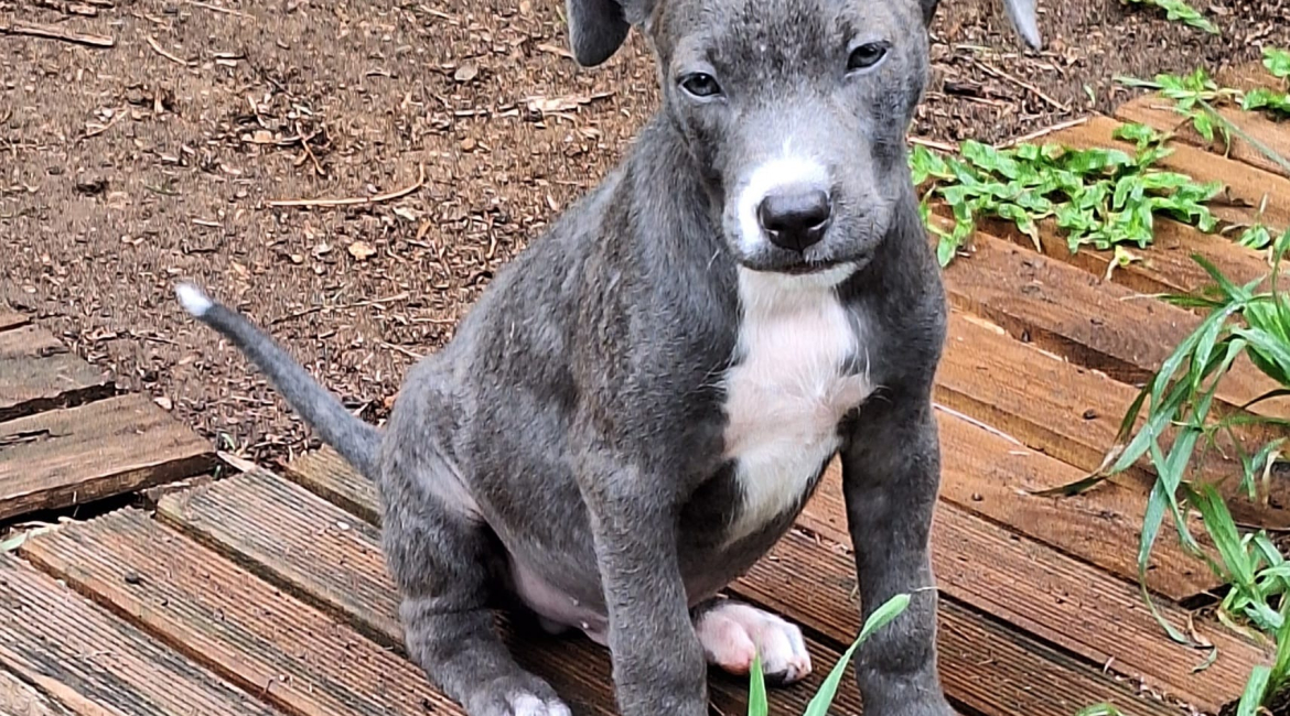 Chiens à adopter